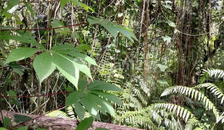 Jual Tanah Spesial Di Tegalalang Ubud Istimewa