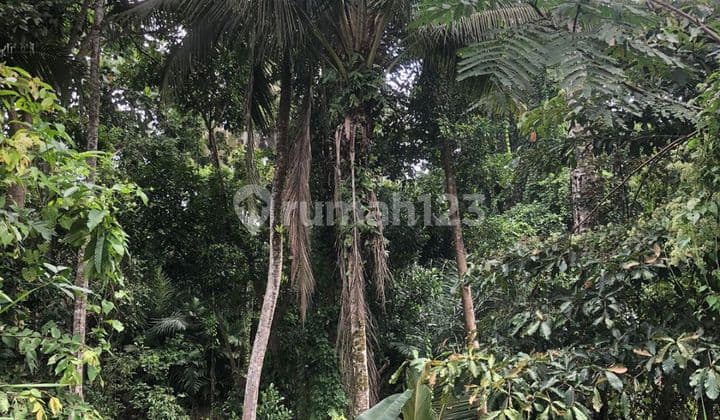 TANAH PINGGIR JALAN ASPAL VIEW HUTAN DAN SUNGAI KEREN