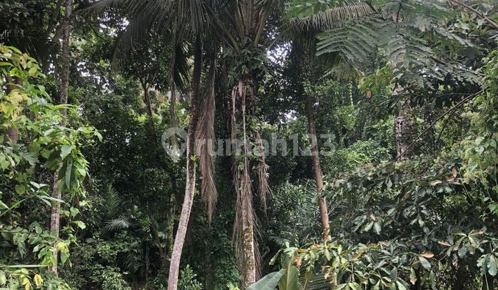 TANAH PINGGIR JALAN ASPAL VIEW HUTAN DAN SUNGAI KEREN