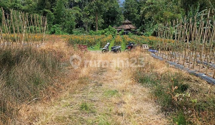 Land Ready to Build in Bedugul, Just Affordable Price