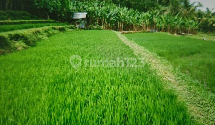 Affordable Land for Sale in Payangan Ubud, Excellent Strategic Location