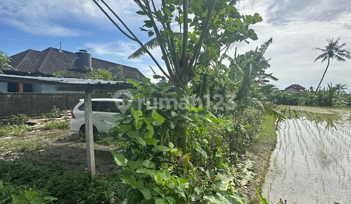 Tanah Murah View Sawah Batubulan Dekat Ubud Denpasar