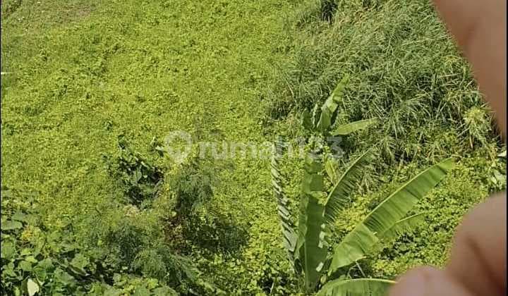 Jual Tanah View Laut Sawah Sunset Munggu Canggu Areaa