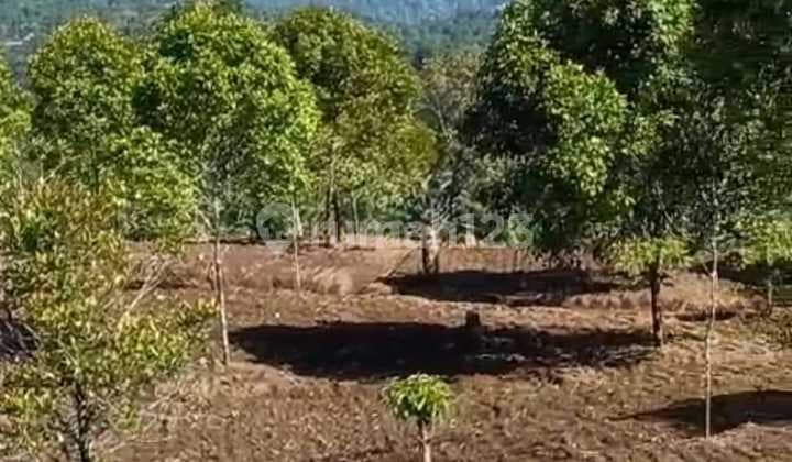 Tanah Kebun View Laut Gunung Jalan 8 Meter