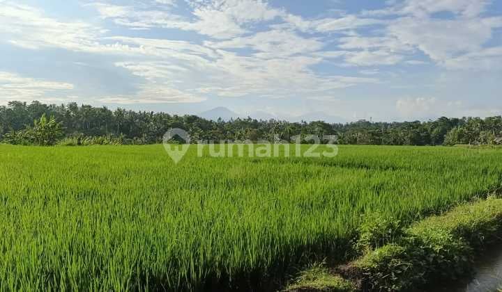 Tanah View Sawah Abadi Terbaik Di Ubud Area Harga Murah