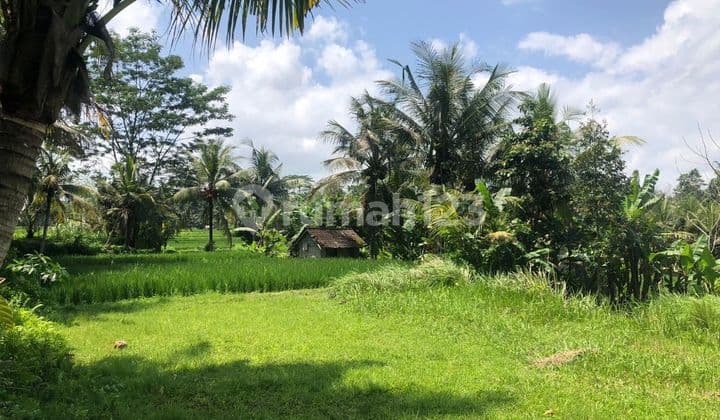TANAH MURAH PINGGIR JALAN ASPAL VIEW SAWAH DAN HUTAN