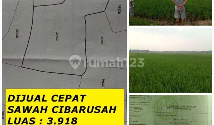 Dijual Sawah Harga Dibawa NJOP Lokasi Cibarusah Bekasi Jabar