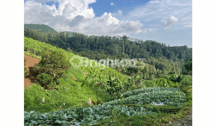 LAND IN THE HIGHLAND TOURIST AREA OF TAWANGMANGU, KARANGANYAR. AREA 1150. STATUS SHM
