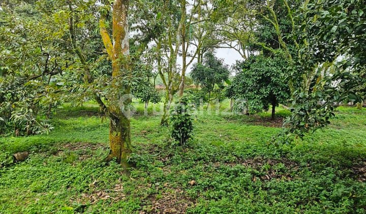 Jual Kebun Durian Plus Villa Dibogor