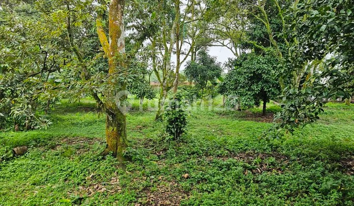 Jual Kebun Durian Plus Villa Dibogor