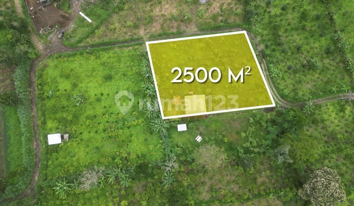 Large Land Plot With Peaceful Surrounding And Perfect For Villa Location For Sale In Kintamani