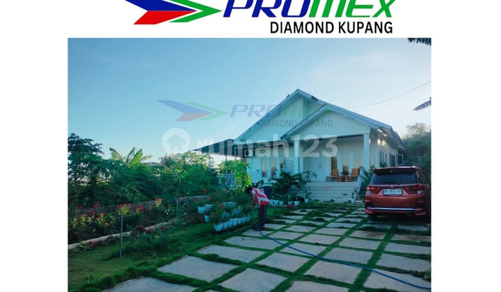 Di Jual Rumah Dengan Halaman Super Luas Lokasi Depan Kantor Klasis Kupang Tengah Kab Kupang Ntt