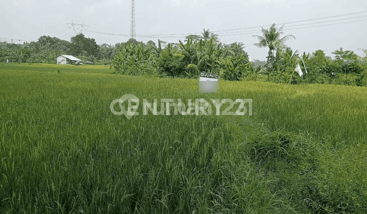 Tanah Sawah Karundang Belakang RM Ciganea