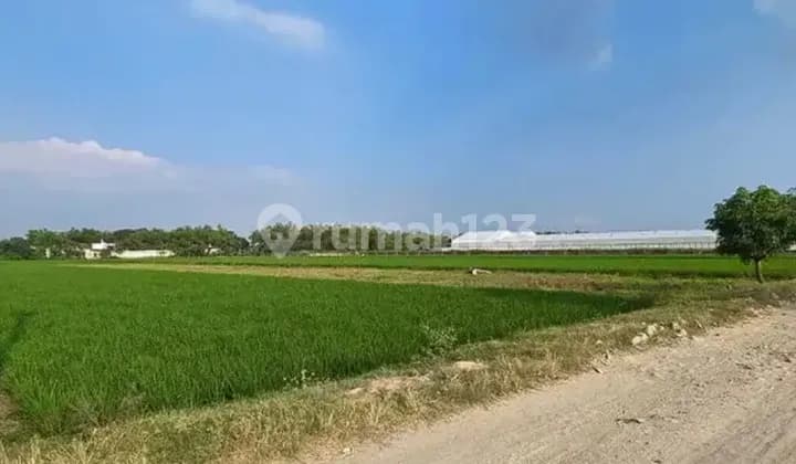 Dijual Tanah Sawah (Bisa dikeringkan) - Zona industri Parangjoro Luas 2570m2