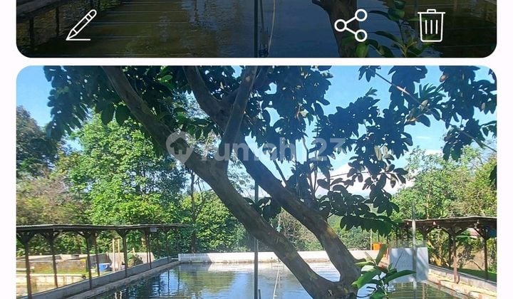 Disewakan Tanah Kebun Dengan Pemandangan.yg Indah Dan Mountain View Berikut 6 Kolam.ikan Durian, Petai Berikut Kolam Pancing Dan Kolam.ikan Disewakan Tanah Kebun Dengan Pemandangan.yg Indah Dan Mountain View Berikut 6 Kolam.ikan Durian, Petai Berikut Kolam Pancing Dan Kolam.ikan