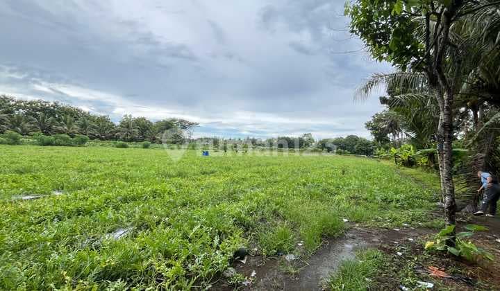 Purworejo - Roadside Land Suitable for Business