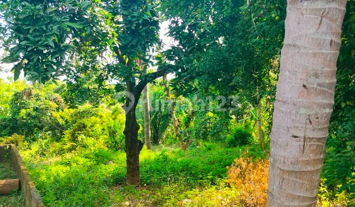 Tanah Kebun View Laut Bonus Rumah Kubutambahan