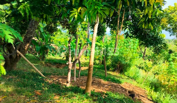 BUC 80 Are 18 Jtaan / are .dekat Rencana Bandara Baru