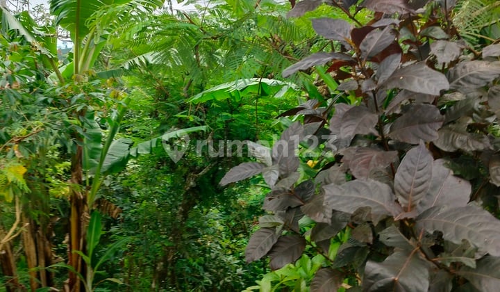 BUC 15 are 3 shm tanah di kawasan wisata wanagiri dekat altavista