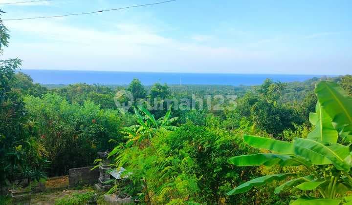 3000m² Super Ocean View Pinggir Jalan Aspal Kubutambahan Buleleng