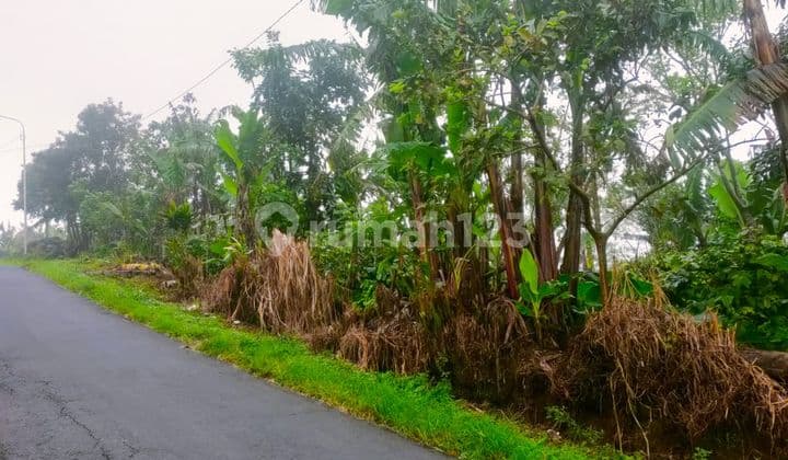 10 Are Wanagiri Pinggir Jalan Aspal