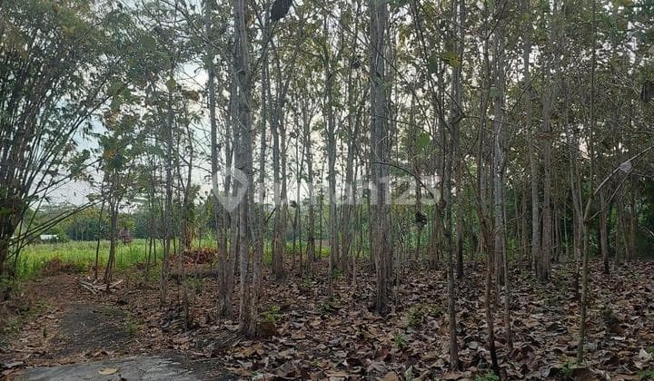 Dijual Cepat Tanah Luas Berlokasi Di Bantul Yogyakarta