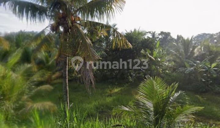 Cheap Rare Kavling for Sale in Canggu, Bali, West View