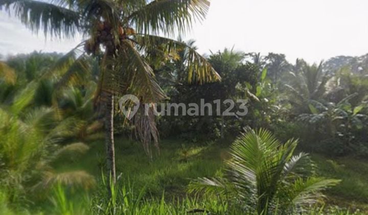 Cheap Rare Kavling for Sale in Canggu, Bali, West View