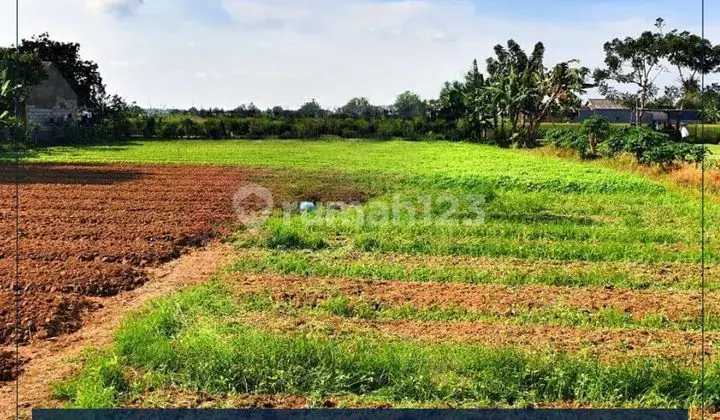 Dijual Cepat Tanah 2478 m² Sangat Murah Di Babelan Bekasi