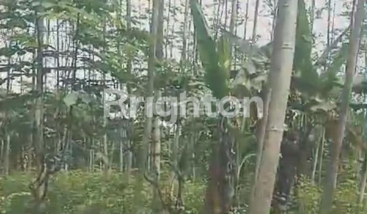 Tanah Kebun 4,5 Ha Dijual di Gebang, Purworejo – Cocok untuk Perkebunan dan Peternakan