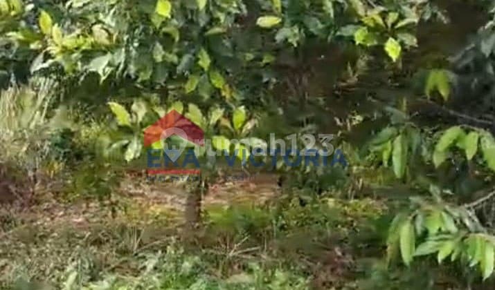 Dijual Tanah di Semen Kab Kediri 1508 M² Ada Pohon Cengkeh dan Alpukat