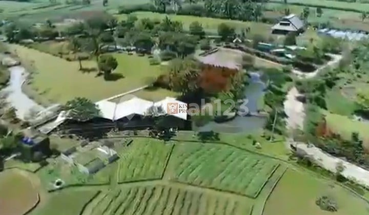 Lokasi Porspektif Jual Tanah Luas di Ciampea Bogor Akses Jalan Mudah Cocok untuk Investasi Dekat Pasar Ciampea, Btm Mall, Kampoeng Wisata Cinangneng