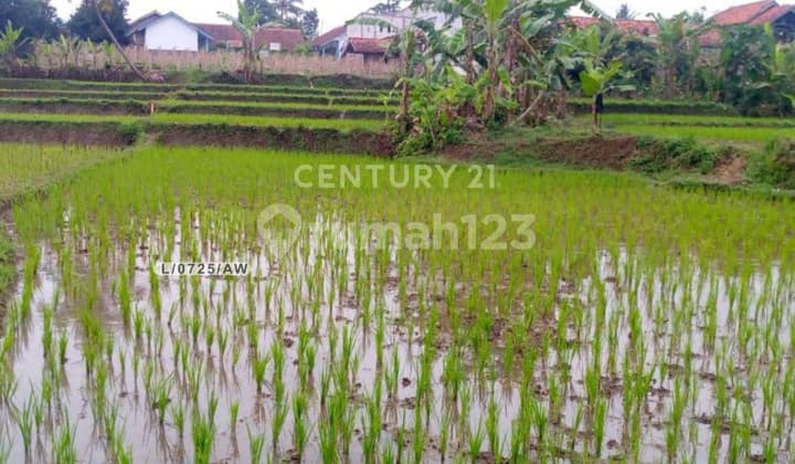 Tanah Luas Persawahan Di Cipatat Bandung Barat