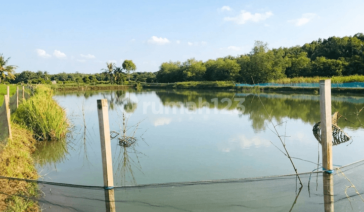 Selling 4.5 Hectares of Red Soil Fishpond Land in Sumenep, Madura