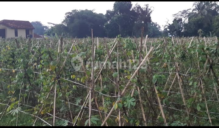 Yang Berminat Investasi Tanah Jual di Tanah Petir Dramaga Bogor