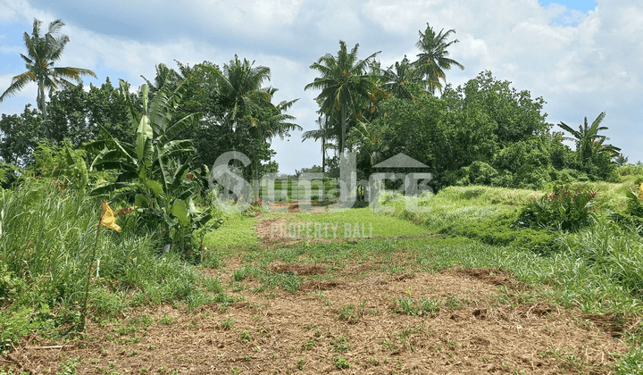 Tanah Pantai Prima di Belong dengan Akses Jalan 9M - Ideal untuk Pengembangan Pariwisata - Slfc016