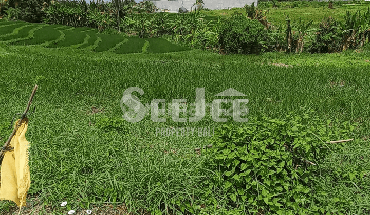 TANAH PRIMER DI TEPI SUNGAI KEDUNGU – IDEAL UNTUK PENGEMBANGAN PARIWISATA – SLFC017