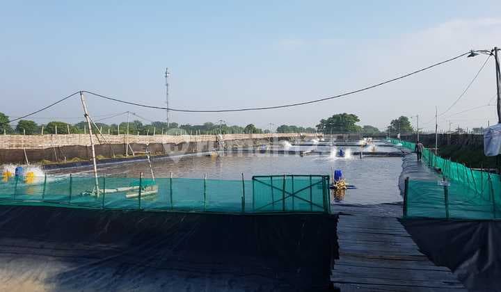 Tambak Siap Pakai Porong Sidoarjo