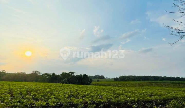 Dijual Tanah Pertanian Kotabumi Lampung Utara 32.690m2