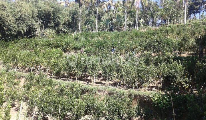 Dijual tanah lokasi taro tegallalang gianyar bali