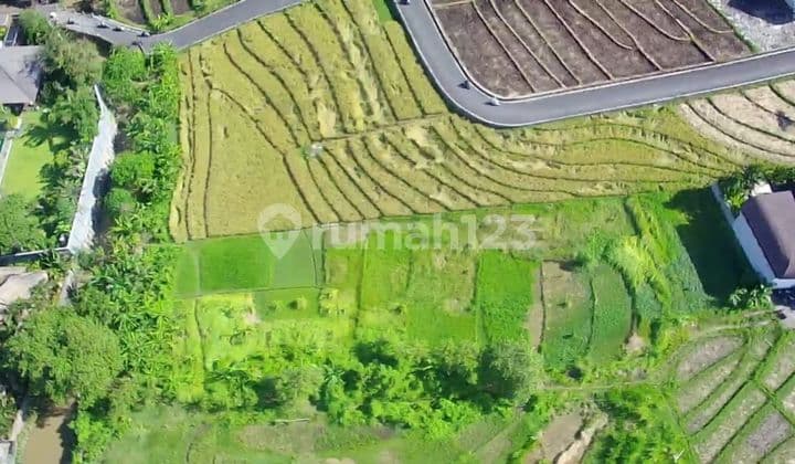 TOP URGENT DI JUAL TANAH VIEW SAWAH LOKASI BRAWA CANGGU KUTA UTARA BADUNG