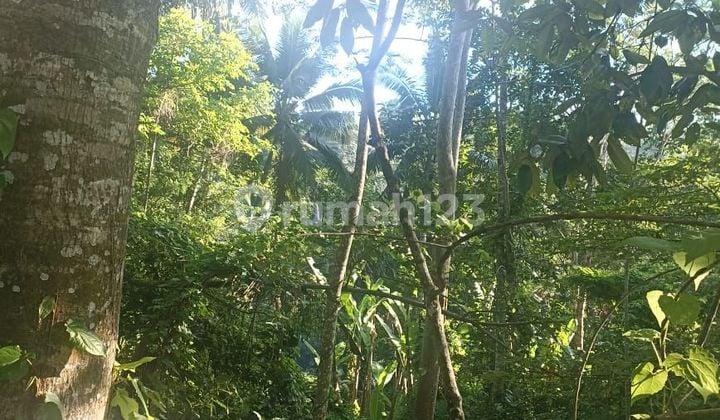 Tanah Jual Lokasi Carangsari