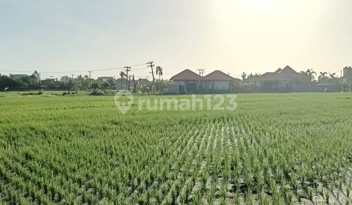 Tanah Jual Lokasi Cemagi