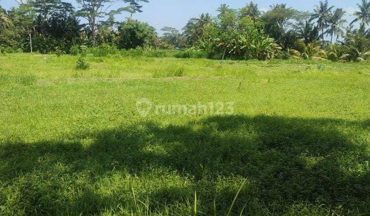 Tanah Jual Lokasi Pejeng