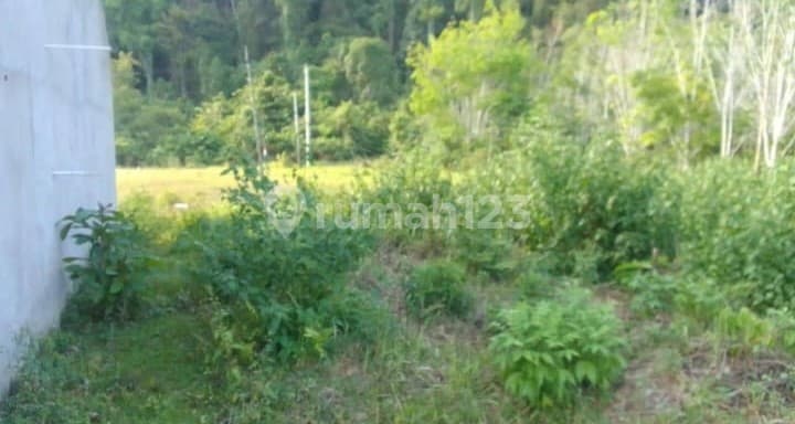 Tanah 3 Ha, Cuma 10m, Korowou, Lembo, Morowali Utara,sulteng(dyh)