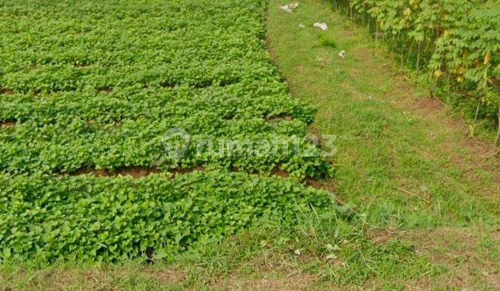 For sale. Land near University of Indonesia Campus. For sale. Land near University of Indonesia Campus.