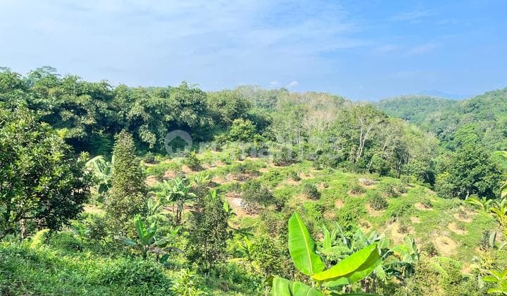 Kebun Jasinga Bogor 16000M2 SHM Lokasi Bagus Jalan Sudah Aspal