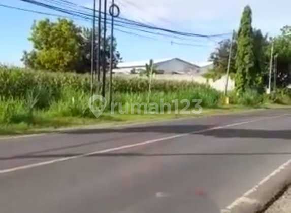 Dijual Tanah Nol Jalan Raya Daendles Brondong Lamongan