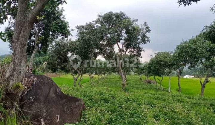 Dijual Tanah Pertanian di Jalan Bendungan Jati Pacet Mojokerto