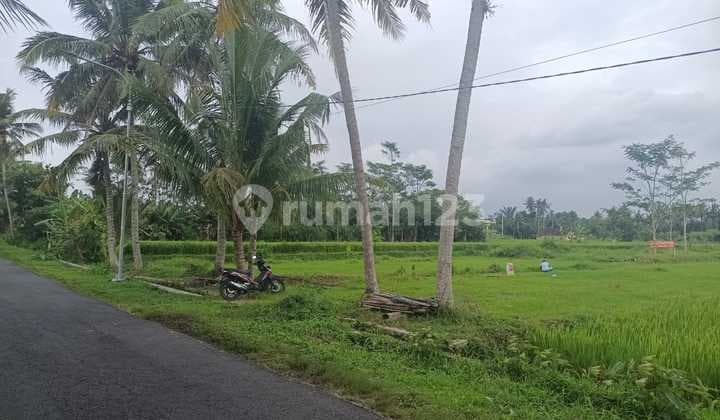 Tanah 5600M2 di Caturharjo, Sleman, Yogyakarta, SHM
